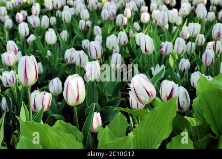 Bianco striato tulipani nel giardino sping Foto Stock