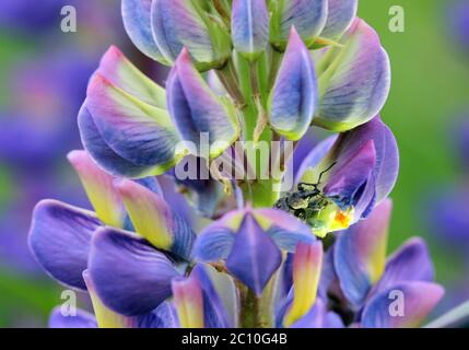 weevil sta mangiando petalo di lupino blu del fiore Foto Stock