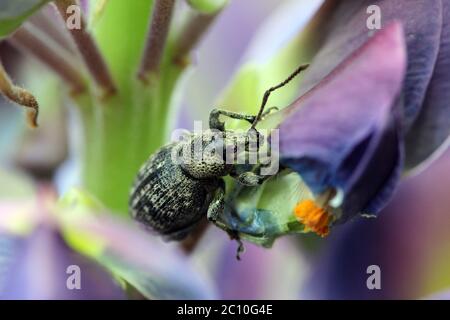 weevil sta mangiando petalo di lupino blu del fiore Foto Stock