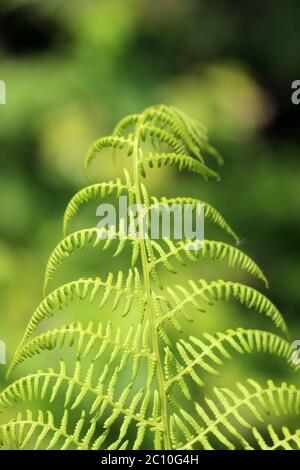 foglie di felce giovani nella foresta Foto Stock