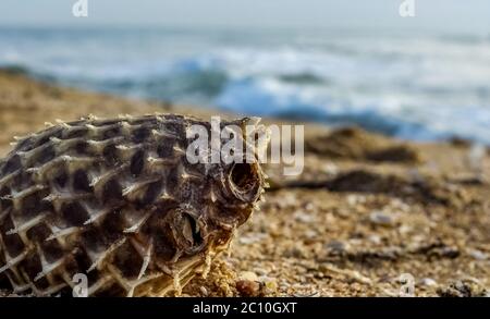 Dead Puffer Fish si è lavato sulla spiaggia. Lungo-spina dorsale Porcupinefish anche conosciuto come baloon spiny - Diodon holocanthus sulla spiaggia di sabbia. Foto Stock