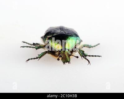 Coleottero verde. Rosone Chafer cetonia aurata isolato su bianco Foto Stock