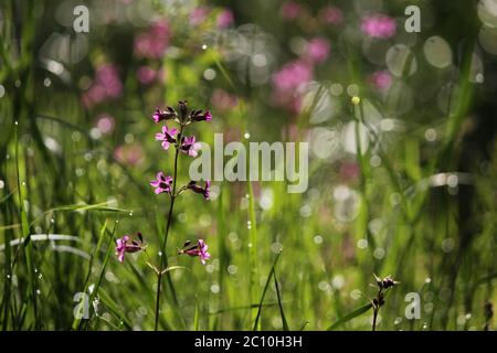 Fiori selvatici di campion rosso - silene dioica Foto Stock