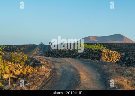 Vista panoramica della viticoltura a la Geria sull'isola di Lanzarote. Vigneto su sabbia vulcanica nera. L'uva è di origine vulcanica Foto Stock