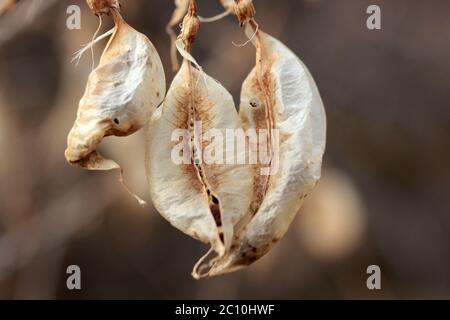 Colutea Arborescens' SEMENTI Baccelli, alla luce del sole Foto Stock