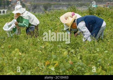 Tre persone che lavorano in un campo in Arequipa Perù Foto Stock