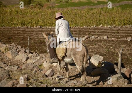 Uomo locale che cavalcano un asino mentre lavora su un campo in Arequipa Perù Foto Stock