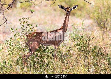 Il gerenuk tra le piante nella savana Foto Stock