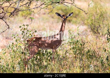 Il gerenuk tra le piante nella savana Foto Stock