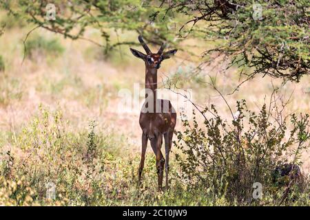 Il gerenuk tra le piante nella savana Foto Stock