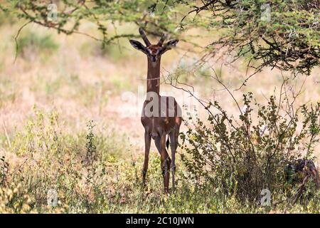 Il gerenuk tra le piante nella savana Foto Stock