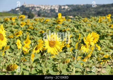 Girasoli, la Garde Adhémar, Drôme Provençale, Francia Foto Stock