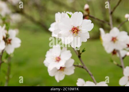 Particolare di prunus dulcis fiori in fiore Foto Stock