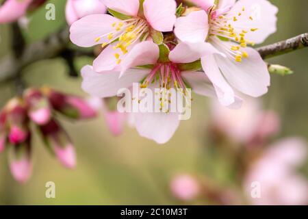 Particolare di prunus dulcis fiori rosa fioritura Foto Stock