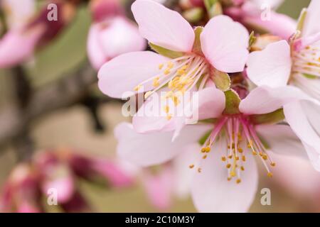 Particolare di prunus dulcis fiori rosa fioritura Foto Stock