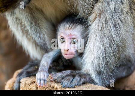 Famiglia Vervet con una piccola scimmia bambino Foto Stock