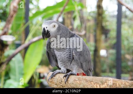 Uccelli, animali. Primo piano Ritratto di pappagallo grigio africano Psittacus Erithacus o JAKO. Viaggio in Thailandia, Asia. Turismo. Foto Stock