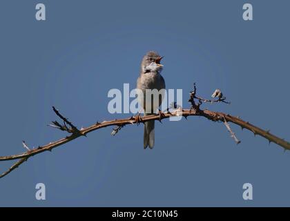 Comune whitewole, Sylvia communis, singolo maschio, in ramo, cantando, lancashire, UK Foto Stock
