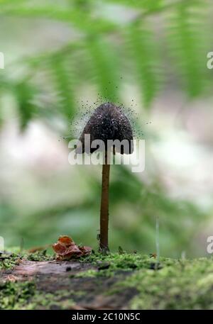 Piccoli funghi piccoli stanno crescendo sul vecchio tronco dell'albero caduto. Foto Stock