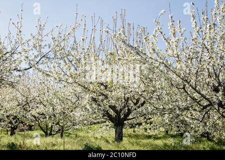 Primavera ciliegi alberi fiori bianchi fioriscono in Valle del Jerte, Extremadura, Spagna Foto Stock