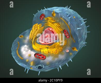 Scientificamente corretta 3d illustrazione della struttura interna di una cellula umana, tagliato via Foto Stock