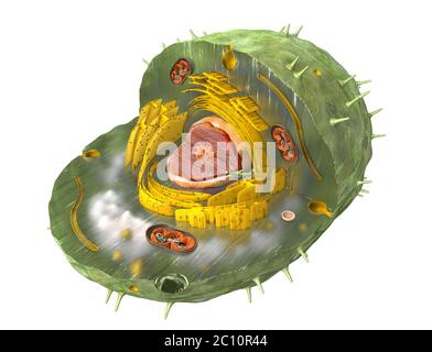 Scientificamente corretta 3d illustrazione della struttura interna di una cellula umana, tagliato via Foto Stock
