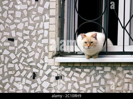 Home curioso gatto seduto su una mensola, guardando fuori in strada Foto Stock