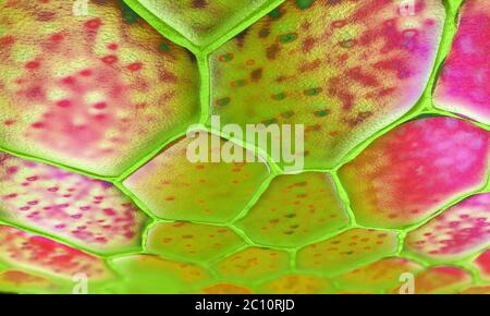 Schema di cellule vegetali con nucleo e membrana - illustrazione 3d Foto Stock