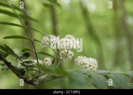 L'anziano nero europeo fiorisce in primavera Foto Stock