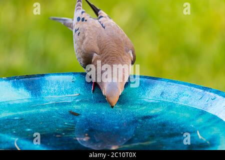 Lutto dove acqua potabile da un bagno di uccello di ceramica blu. Foto Stock