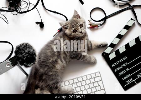 Cat in studio di registrazione da vicino. Il gatto si trova sul posto di lavoro vicino al registratore zoom h1 con un gatto morto, clapperboard e altri cavi con cavi per la registrazione del suono. Foto su sfondo bianco da vicino con un gattino della razza scozzese Foto Stock