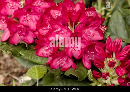 Rhododendron fiori di colore rosa Foto Stock