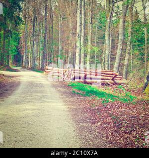 Strada forestale Foto Stock