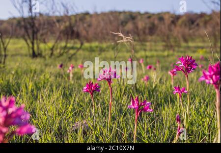 Farfalla orchidea fiori selvatici Foto Stock