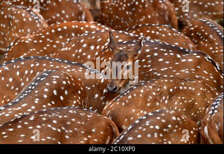 Mandria di cervi puntati o di cervo, cervo, cervo di asse. Bellissimo gruppo di cervi avvistati in un parco zoo con macchie bianche su pelliccia dorata-marrone.Kerala Foto Stock