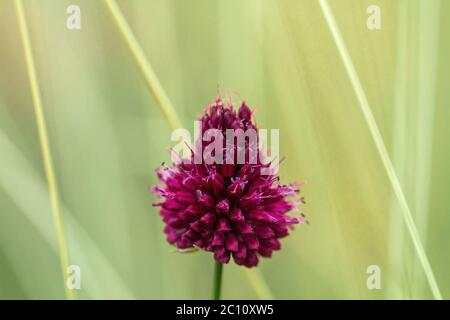 Fiore porpora di porro a testa tonda Foto Stock