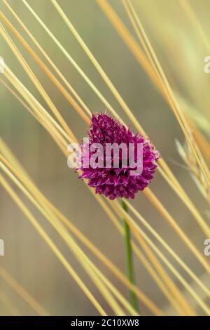 Fiore porpora di porro a testa tonda Foto Stock