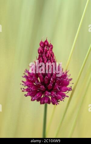 Fiore porpora di porro a testa tonda Foto Stock