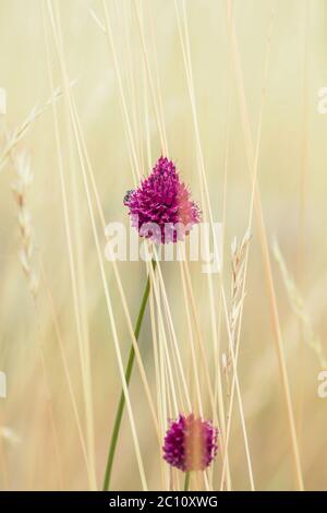 Fiore porpora di porro a testa tonda Foto Stock