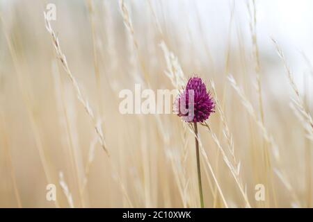 Fiore porpora di porro a testa tonda Foto Stock