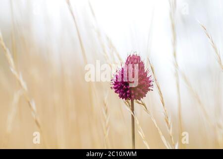 Fiore porpora di porro a testa tonda Foto Stock