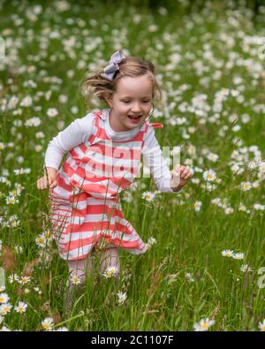 Bambina in piedi nel campo di daisies cane, ragazza pre-scuola che cammina in campo di margherita di oxeye, ragazza di 4 anni in campo di grandi margherite Foto Stock