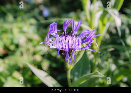 Centaurea montana fiori viola Foto Stock