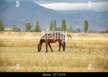 Cavallo bruno con uccelli seduti sulla schiena, pascolo su prato essiccato campo in Kirghizistan Foto Stock