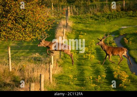 Irlanda autunno e salti Red Deer Stag o Cervus Elaphus che saltano sulla recinzione in bella luce colorata tramonto autunno nel Killarney National Park vicino Killarney, contea di Kerry, Irlanda Foto Stock