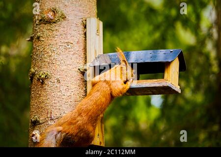 lo scoiattolo mangia semi da un alimentatore di uccelli su un albero Foto Stock