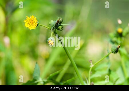 fioritocco liscio semola in estate Foto Stock