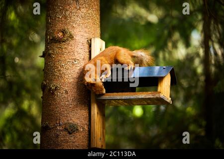 lo scoiattolo mangia semi da un alimentatore di uccelli su un albero Foto Stock