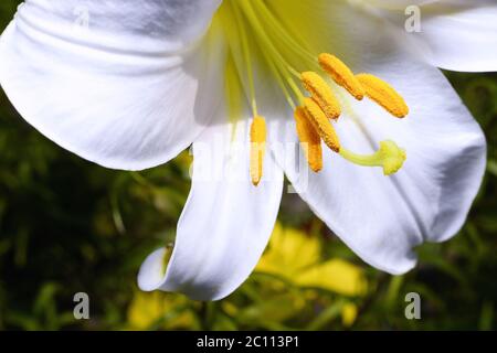 Giglio bianco decorativo nella rinfolda del giardino giglio bianco decorativo nella rinfolda del giardino Foto Stock