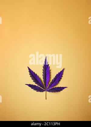 Foglia di Cannabis viola su semplice fondo giallo piatto. Spazio libero per il testo Foto Stock